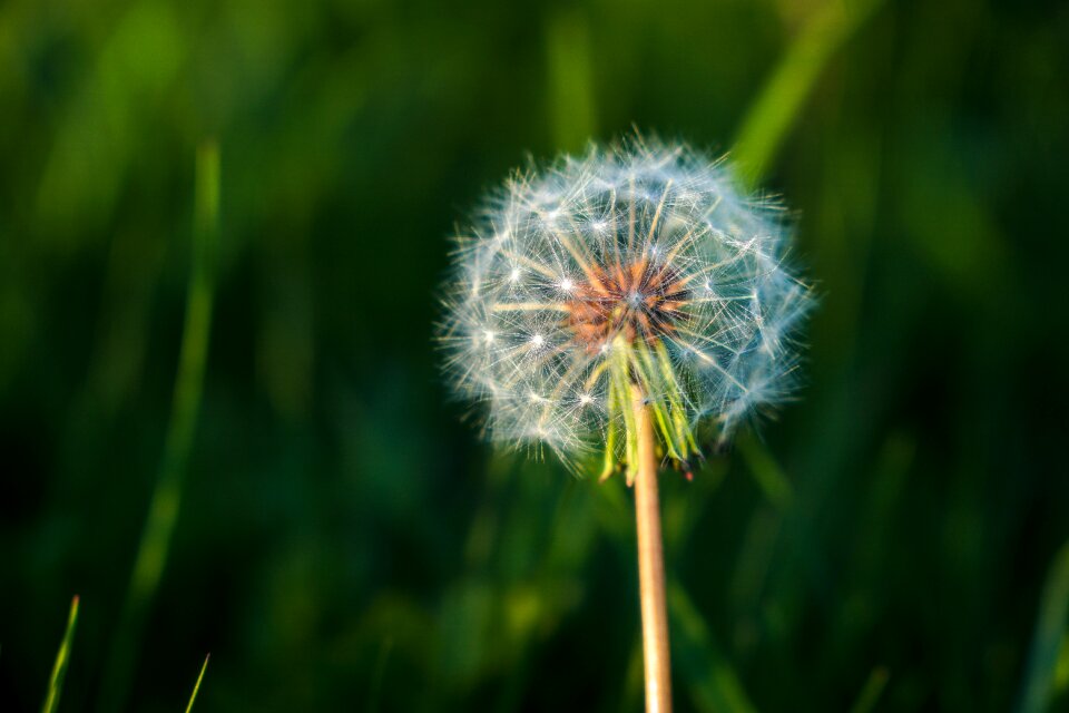 Nature summer flower