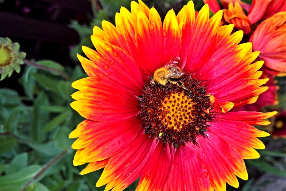 Flamed flower red yellow
