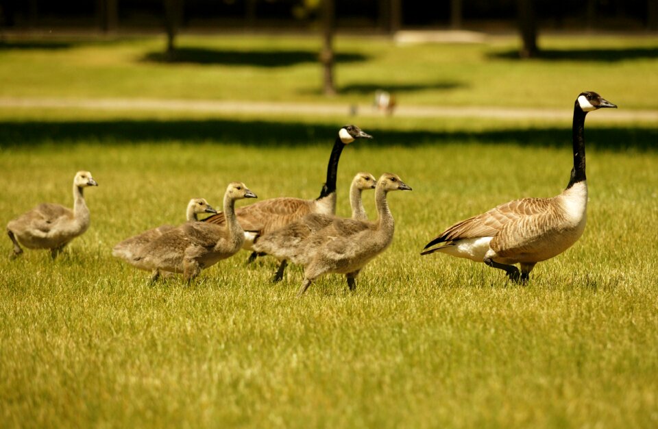 Waterfowl wildlife nature photo