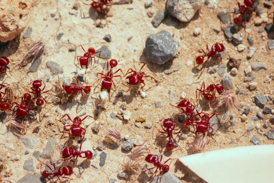 Ant garden animals