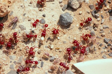 Ant garden animals photo