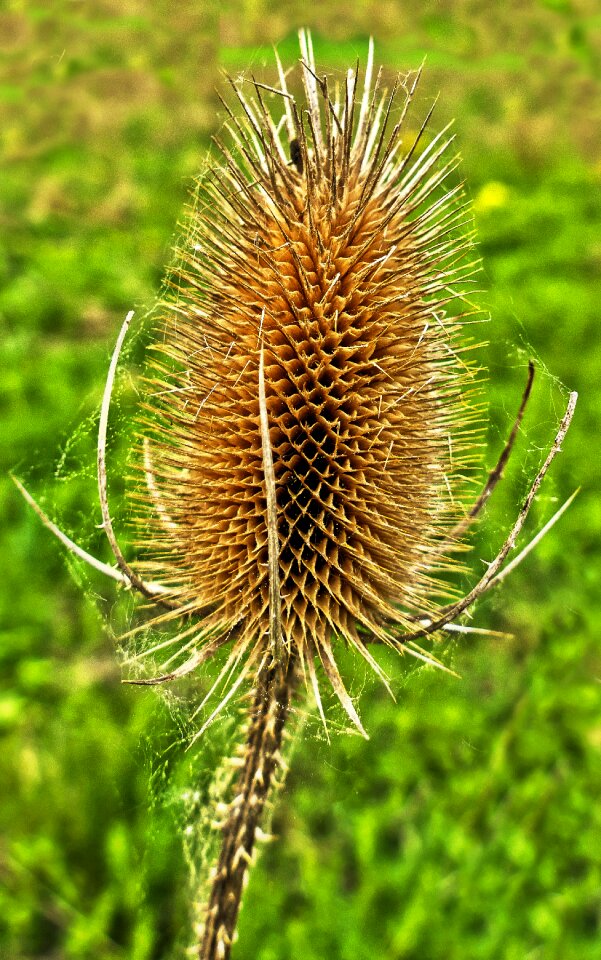 Wild cards dipsacus fullonum kardengewaechs