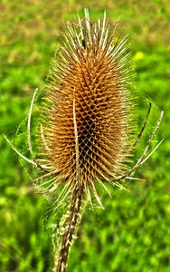 Wild cards dipsacus fullonum kardengewaechs