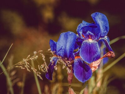 Bloom dark purple iris flower