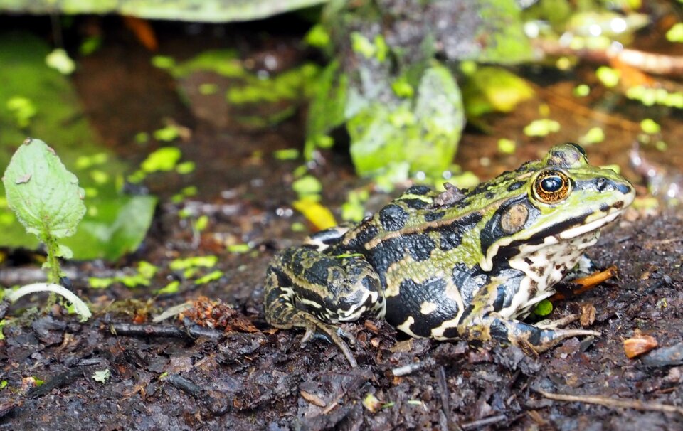 Green frog frog pond water frog