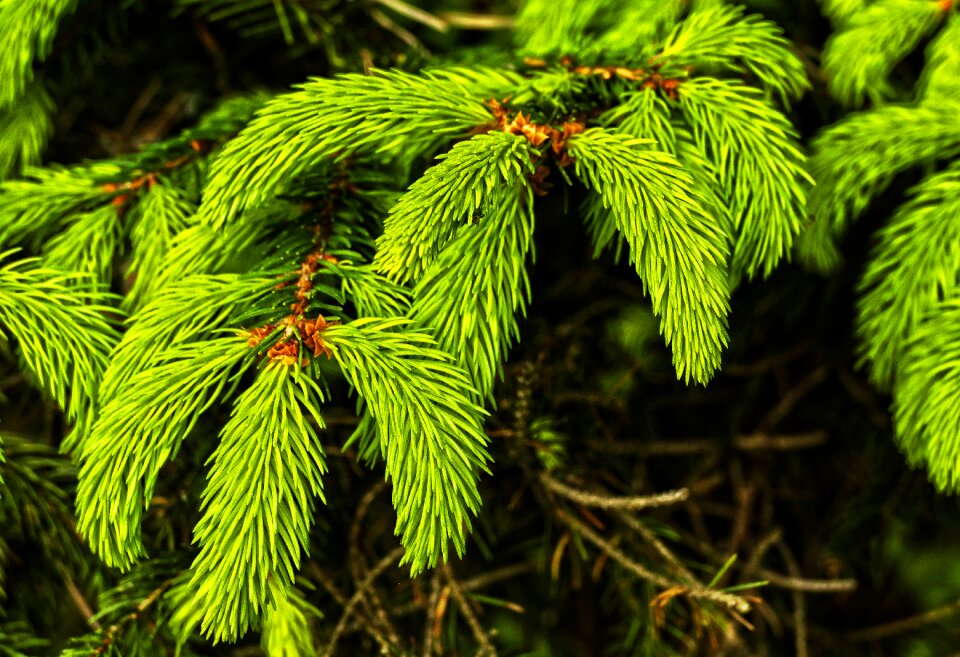 Foliation maiwipferl tree