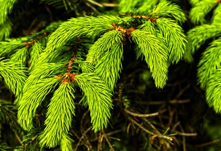 Foliation maiwipferl tree