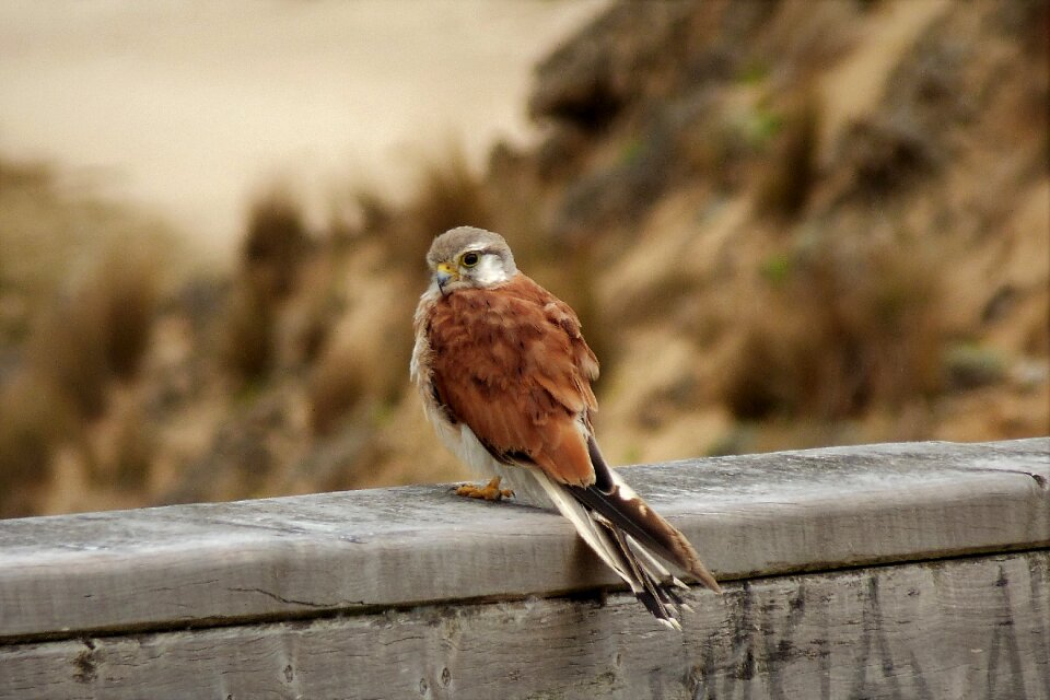 Australia victoria nature
