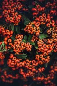 Orange pyracantha nature