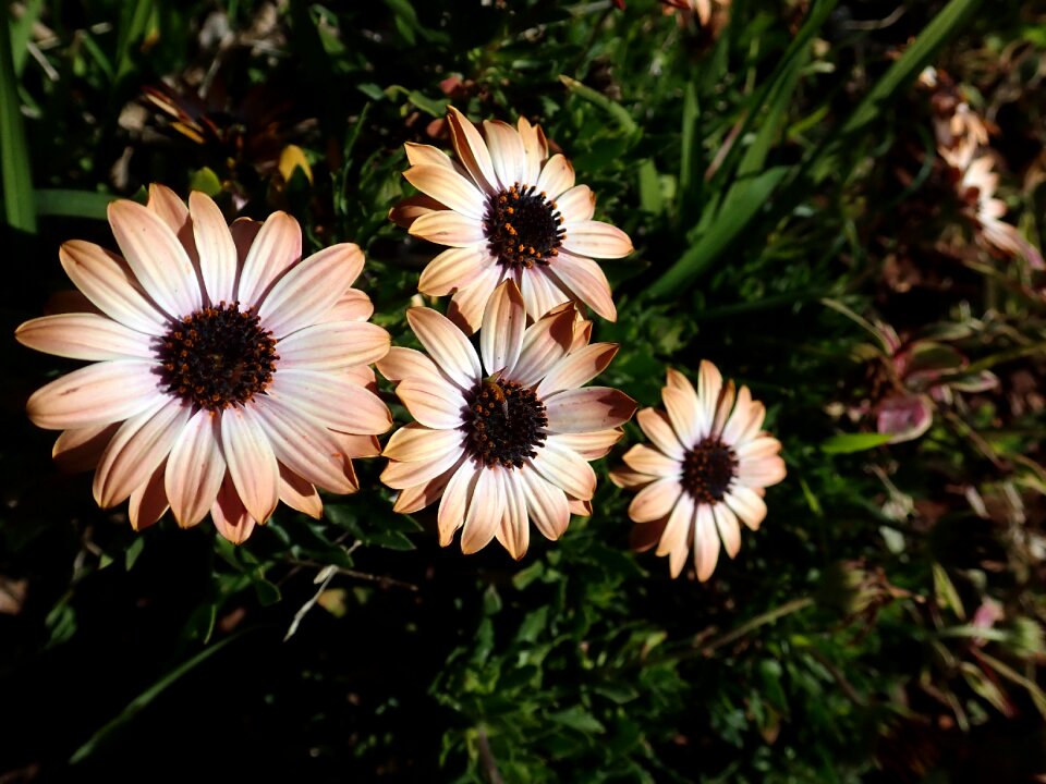 Spring garden nature