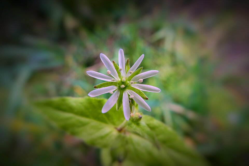 Nature blooming plant coastal