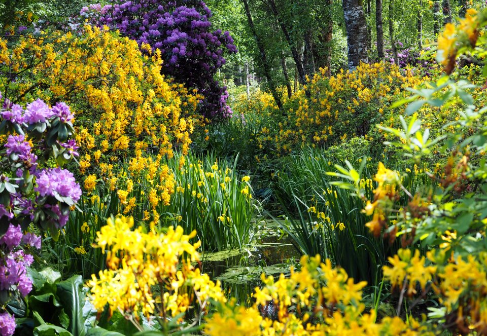 Rhododendron swampy moorland