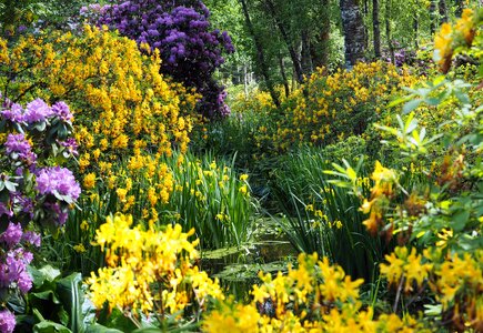 Rhododendron swampy moorland
