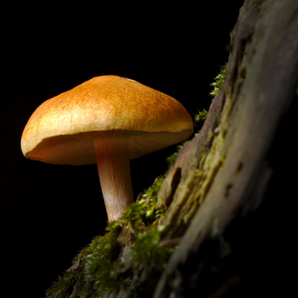 Forest moss macro