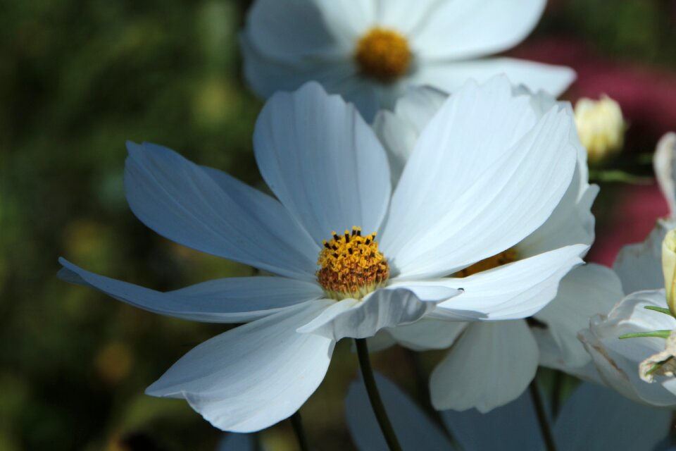 Flower garden plant nature