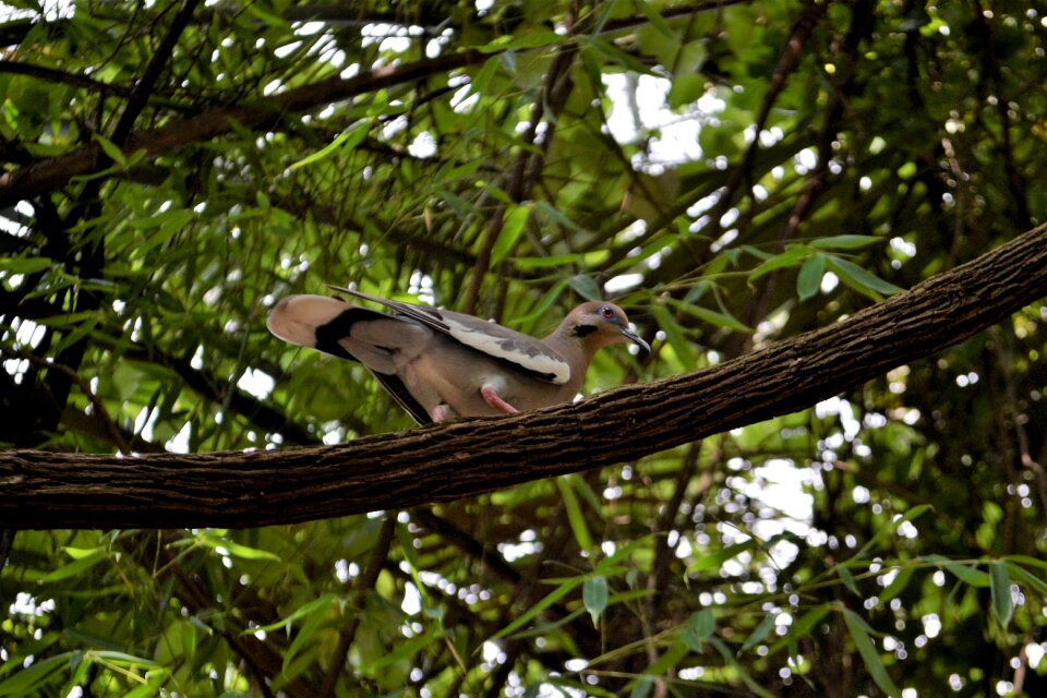 Animal nature fly photo