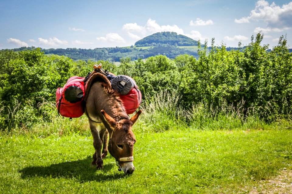Donkey trekking beast of burden graze