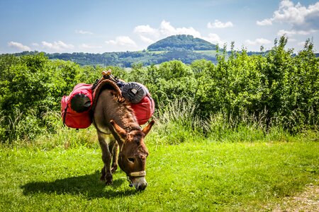 Donkey trekking beast of burden graze