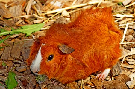 Rodent red nature