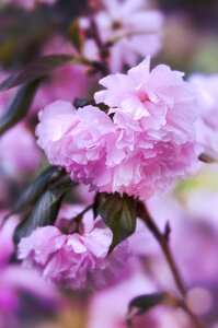 Flowers pink spring flowers