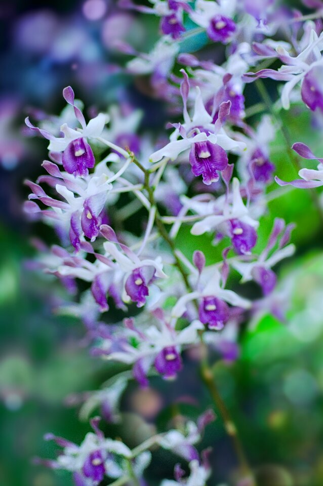 Flower tropical flower bokeh