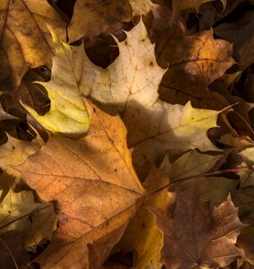 Maple outdoors trees photo