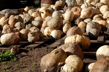 Ecology harvest nature