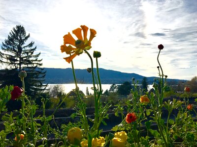 Plant sky organic photo