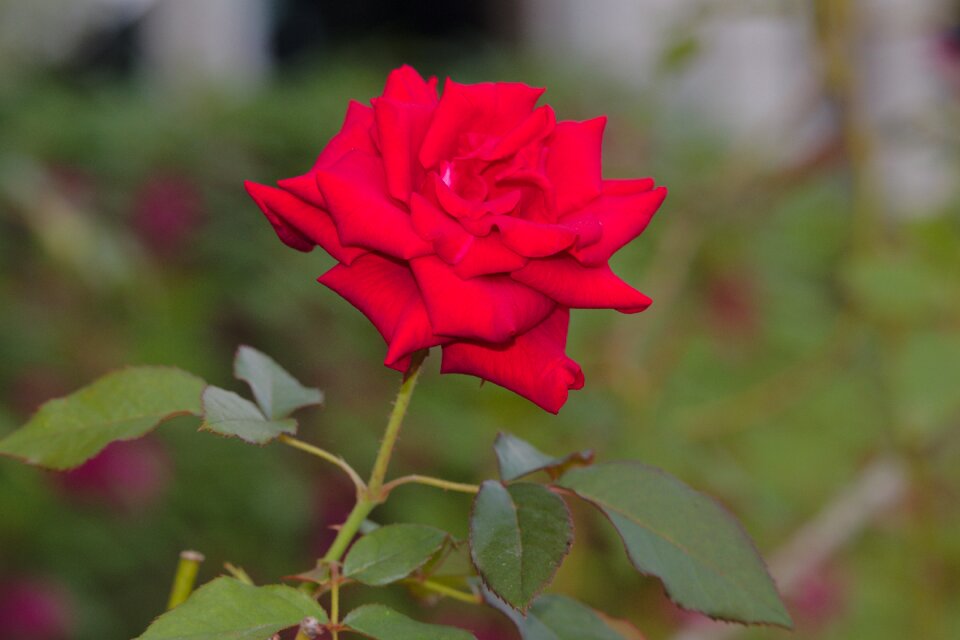 Nature love plant