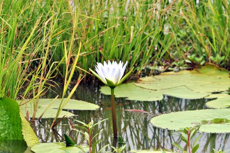 Blossom bloom nuphar