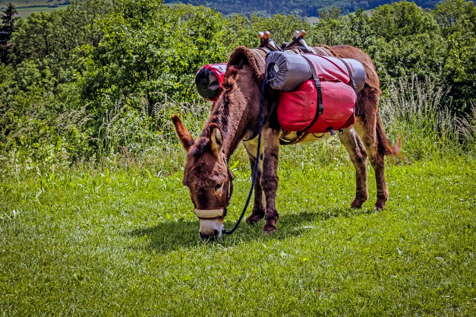Beast of burden graze food