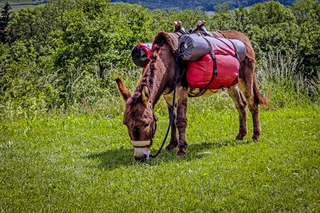Beast of burden graze food
