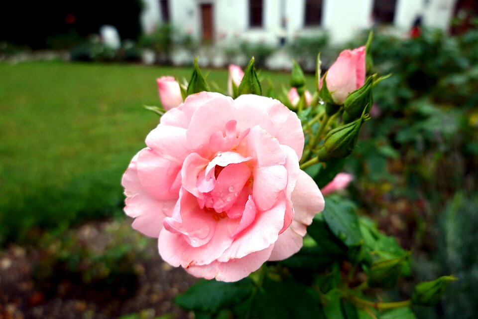 Flowers petals romantic