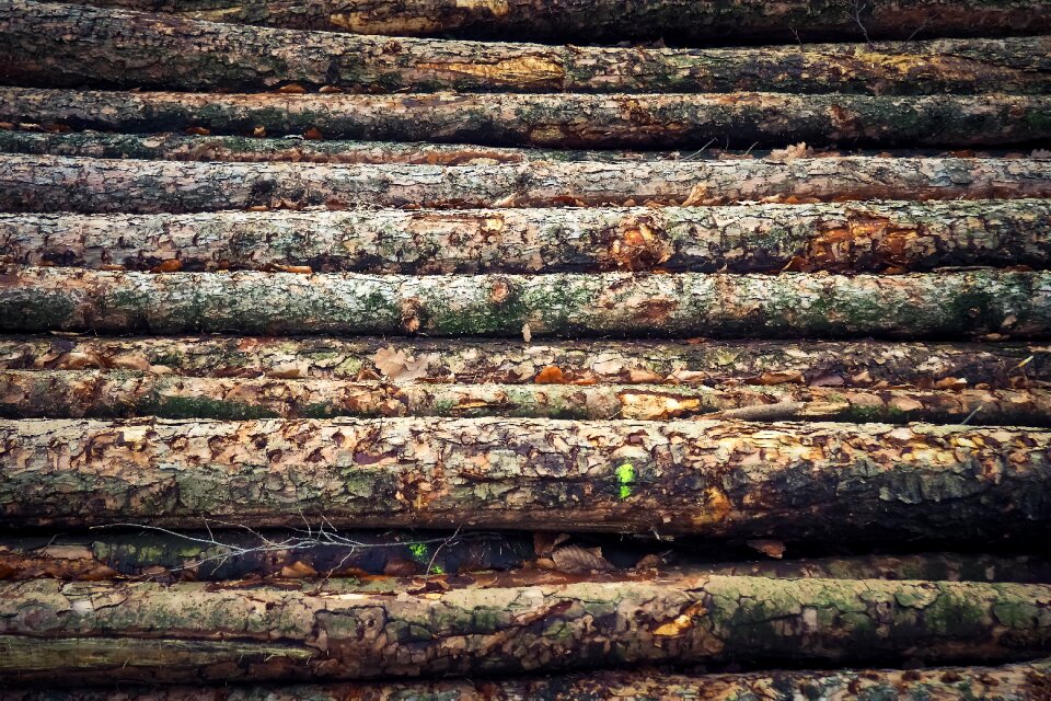 Forest tribe firewood
