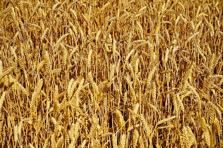 Nature summer wheat photo
