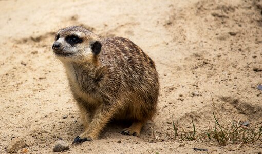 Animal world small cute