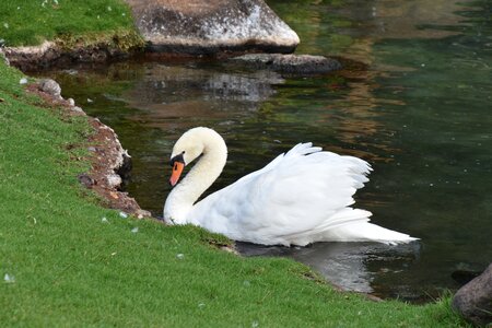 Pond elegant white