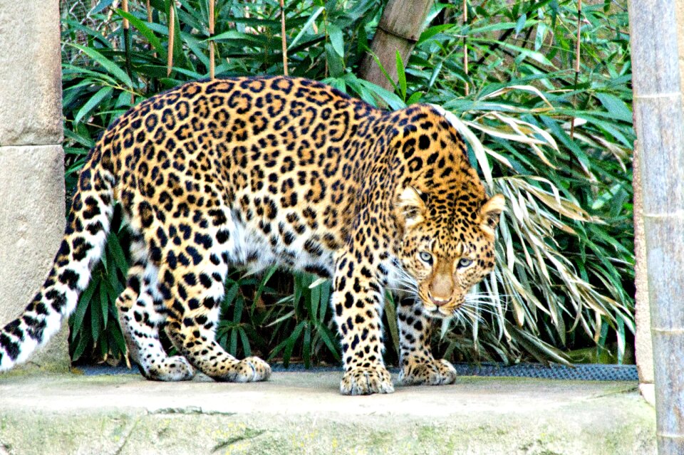 Zoo feline predator
