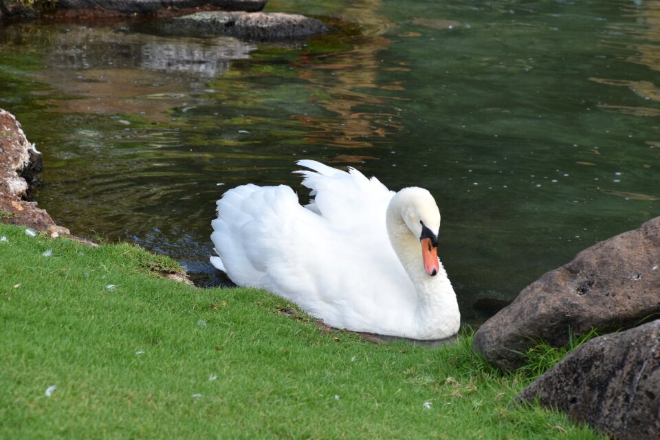 White pond feathered