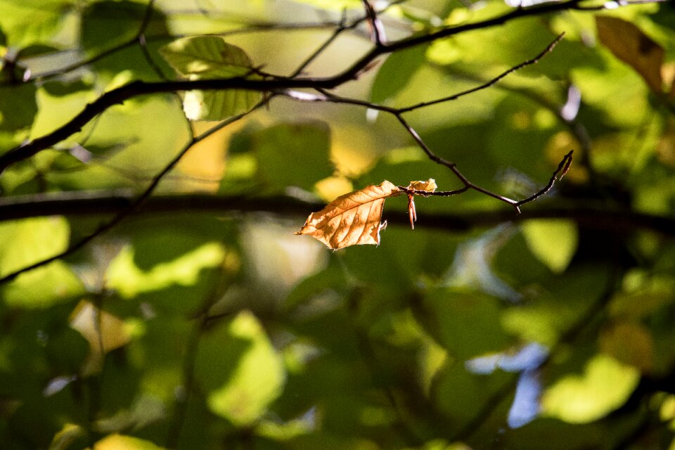 Leaves fall foliage fall color