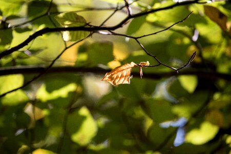 Leaves fall foliage fall color