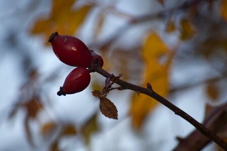 Nature plant wild rose photo