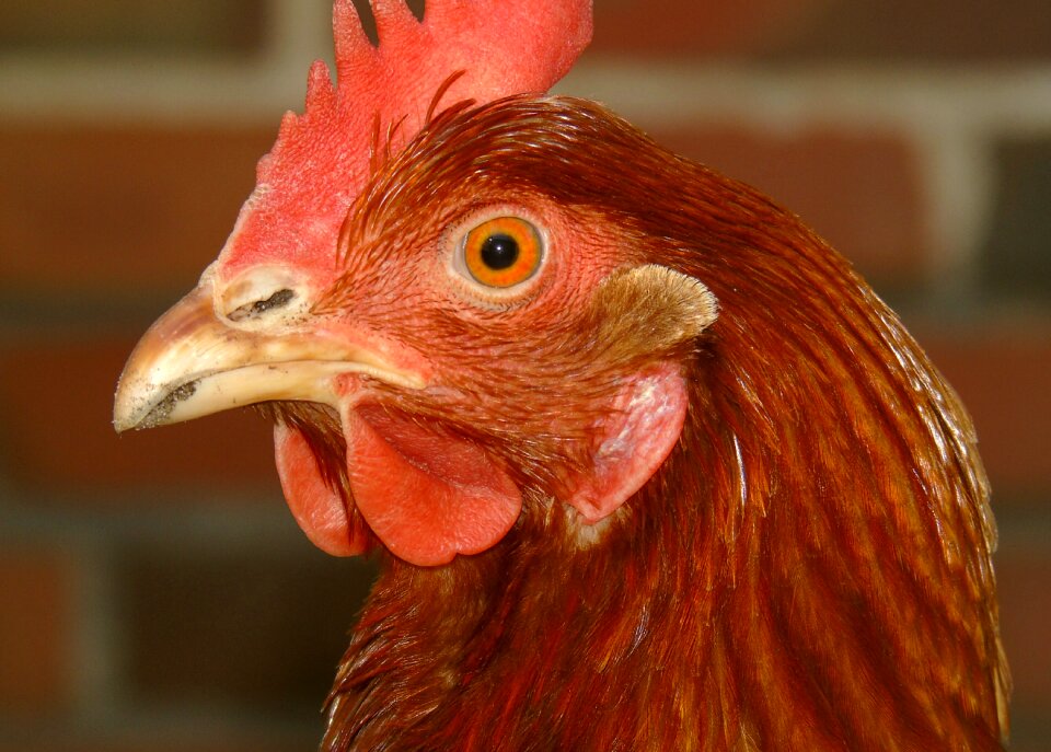 Poultry animal bird