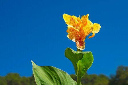 Leaf perennial tropical plant