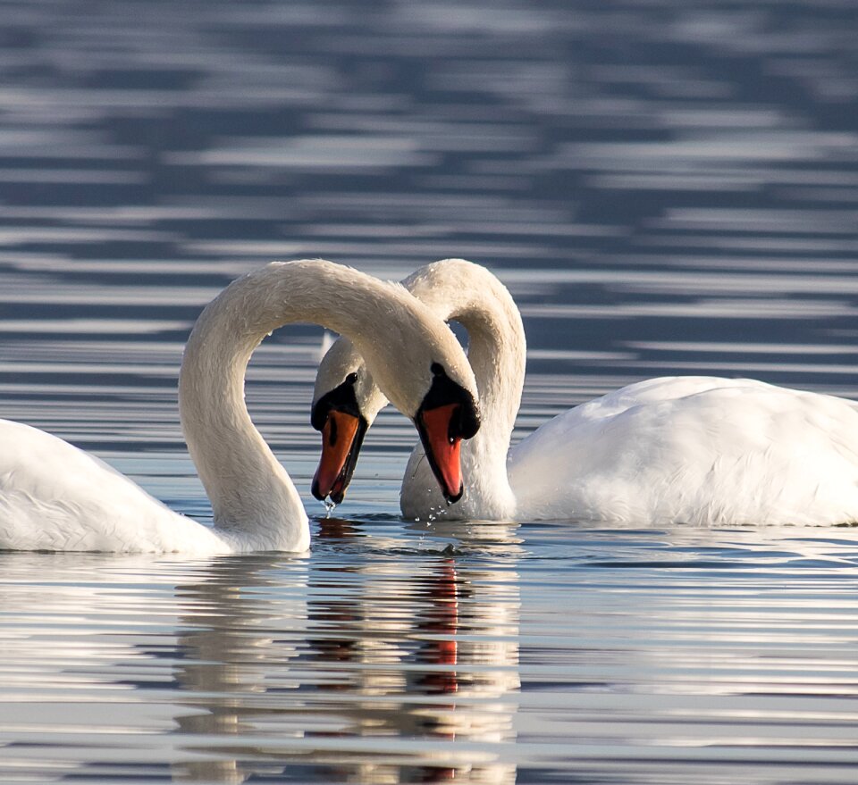 Water bird animal animal world