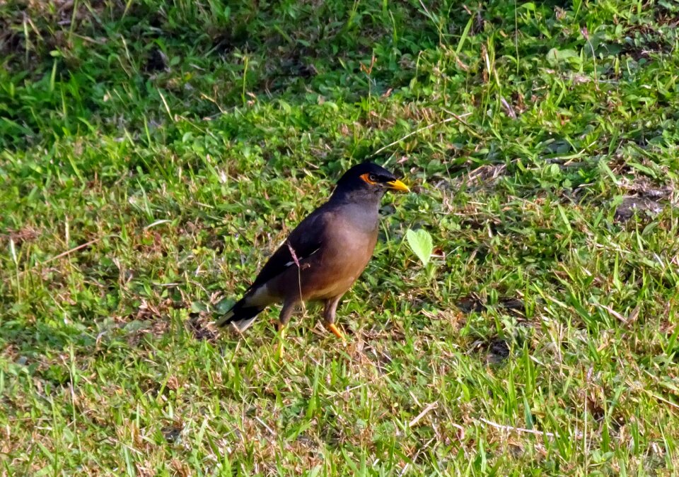 Avian acridotheres tristis mynah