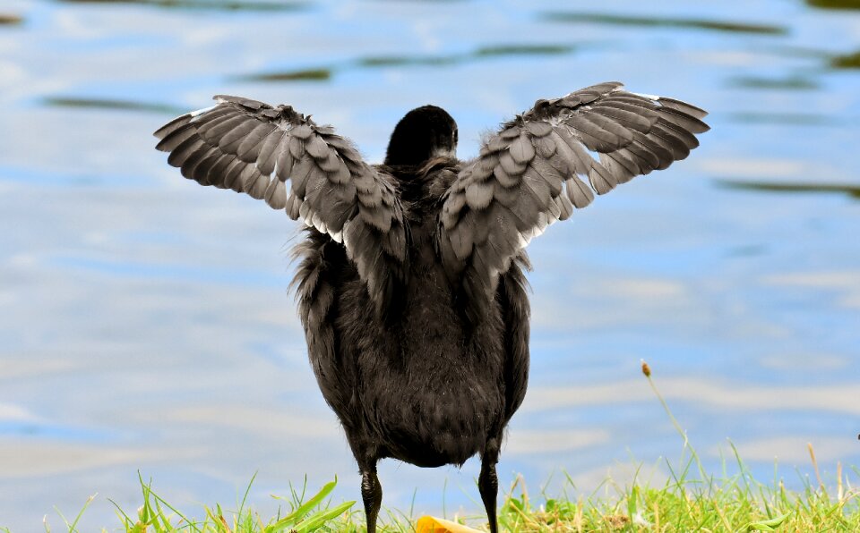 Waters nature waterfowl