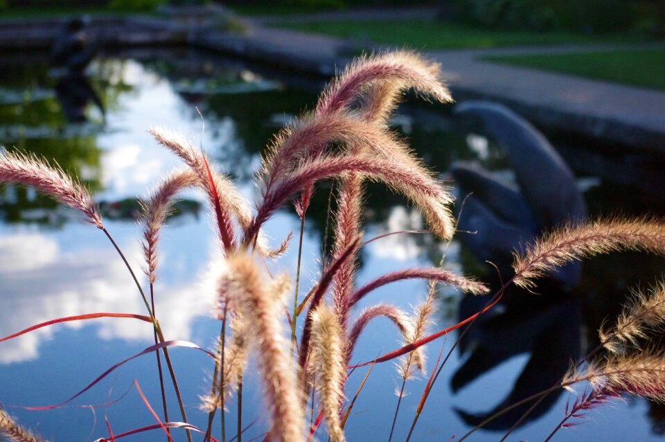 Gardens grass outdoor