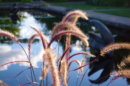 Gardens grass outdoor