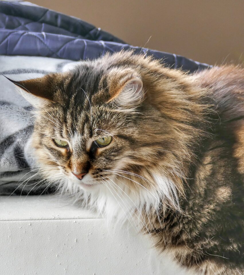 Animal pet tiger cat